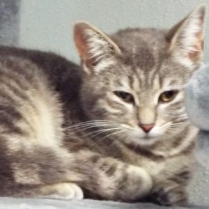 Picture of Bonnete