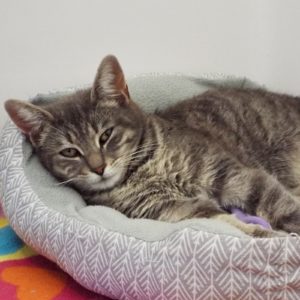 Picture of Bonnete
