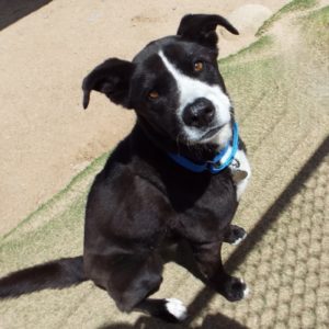 Picture of Buddy