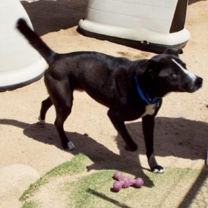 Picture of Buddy