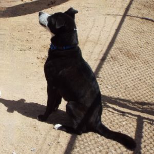 Picture of Buddy