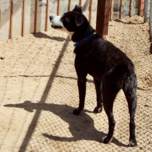 Picture of Buddy