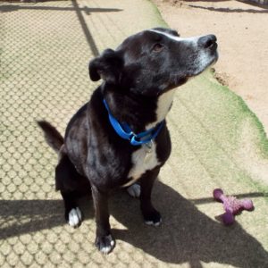Picture of Buddy