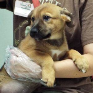 Picture of Clover