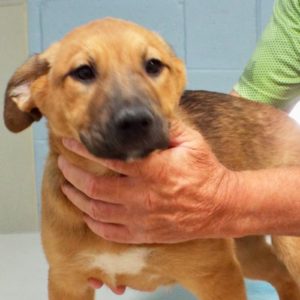 Picture of Clover