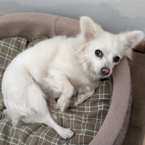 Picture of Dixie Rose