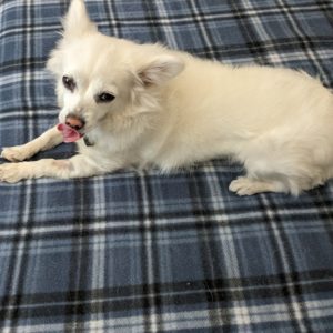 Picture of Dixie Rose