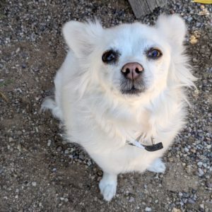 Picture of Dixie Rose
