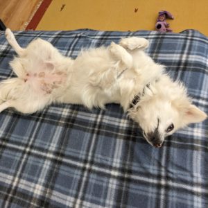 Picture of Dixie Rose