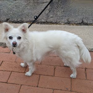 Picture of Dixie Rose