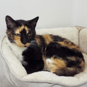 Picture of Draco