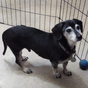Picture of Frankie