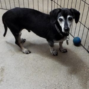Picture of Frankie