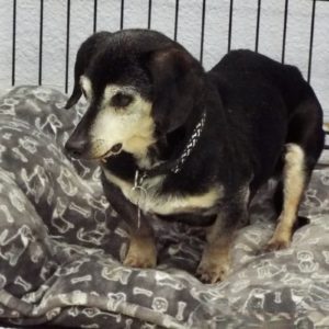 Picture of Frankie