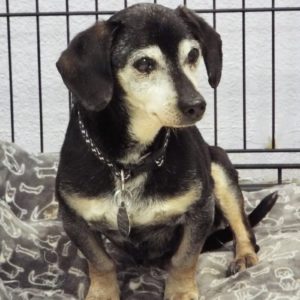 Picture of Frankie