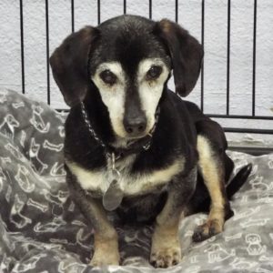 Picture of Frankie