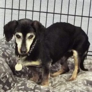 Picture of Frankie