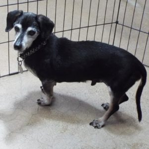 Picture of Frankie