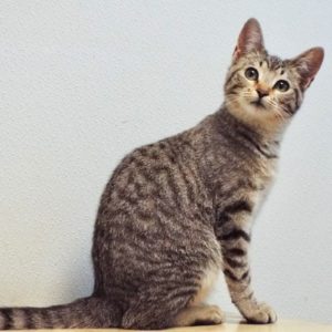 Picture of Gidget