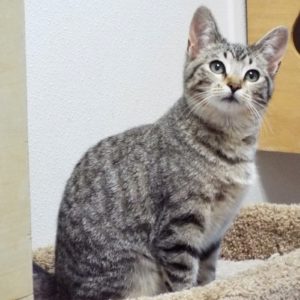 Picture of Gidget
