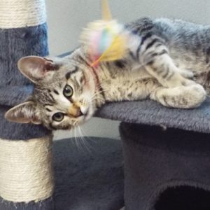 Picture of Gidget