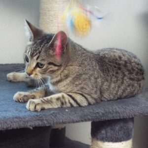 Picture of Gidget