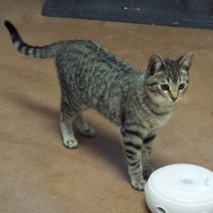 Picture of Gidget