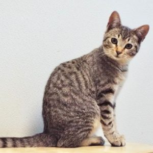 Picture of Gidget