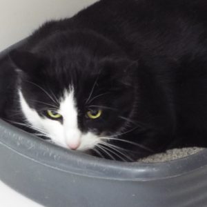 Picture of Gilligan