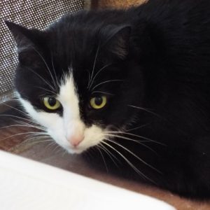 Picture of Gilligan