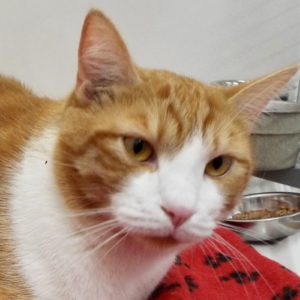 Picture of Gus