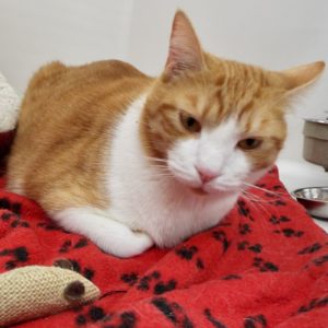 Picture of Gus
