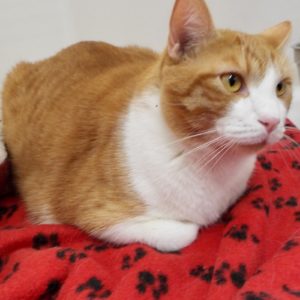 Picture of Gus