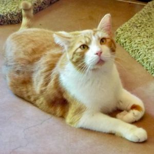 Picture of Gus