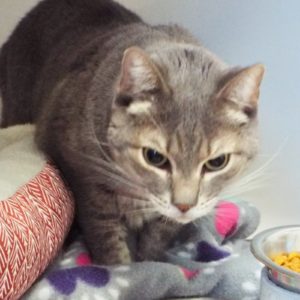 Picture of Jetta