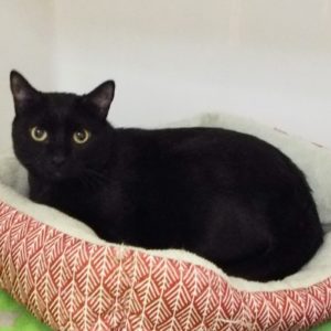 Picture of Lillith