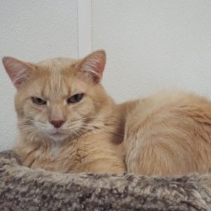 Picture of Maiar