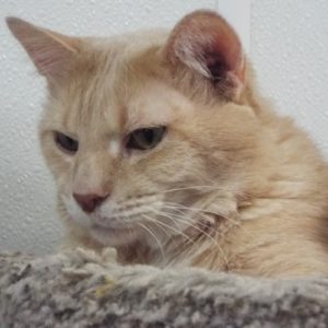 Picture of Maiar