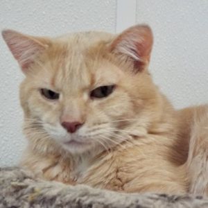 Picture of Maiar