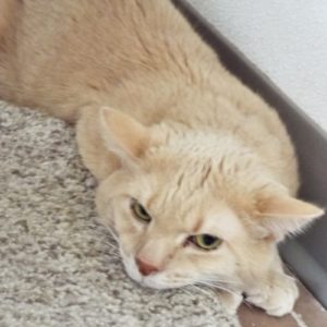 Picture of Maiar