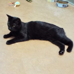 Picture of Noir