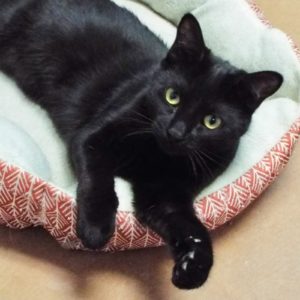 Picture of Noir