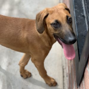 Picture of Duke