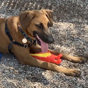 Picture of Duke