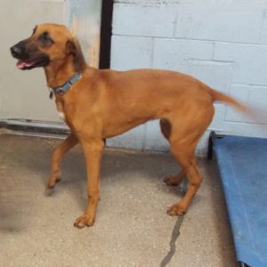 Picture of Duke
