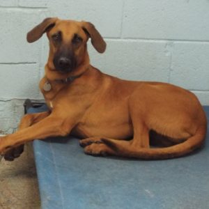 Picture of Duke