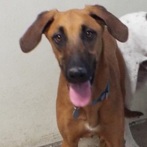 Picture of Duke