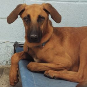 Picture of Duke