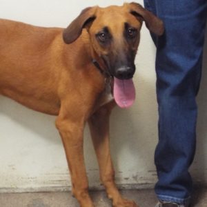 Picture of Duke