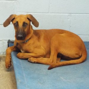 Picture of Duke